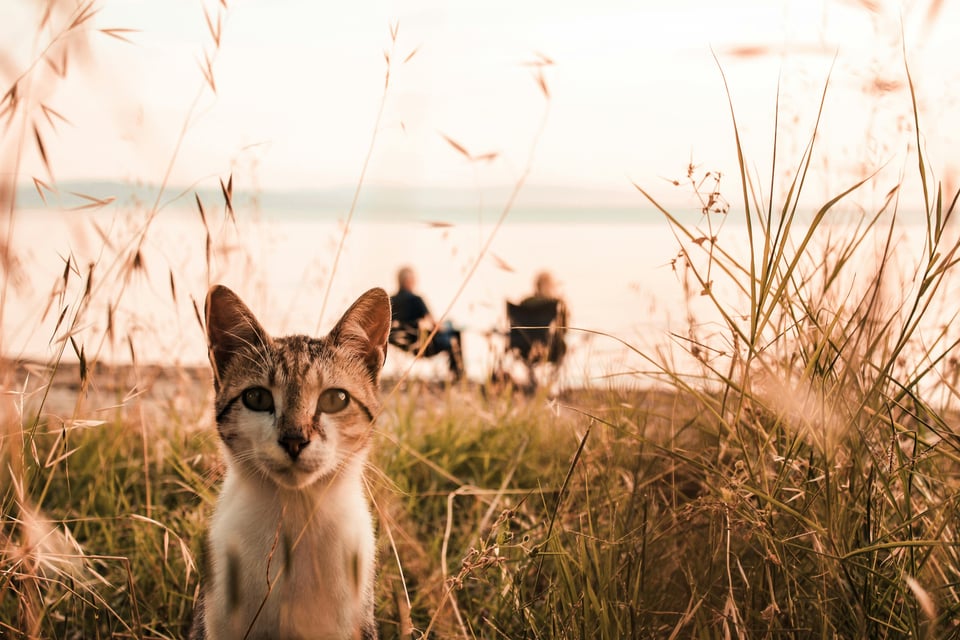 A cat on the grass Image from Pexels.