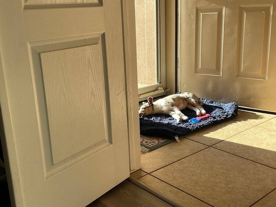 Opal sound asleep on a blue shaggy mat in front of the glass front door, taking in the warm sun