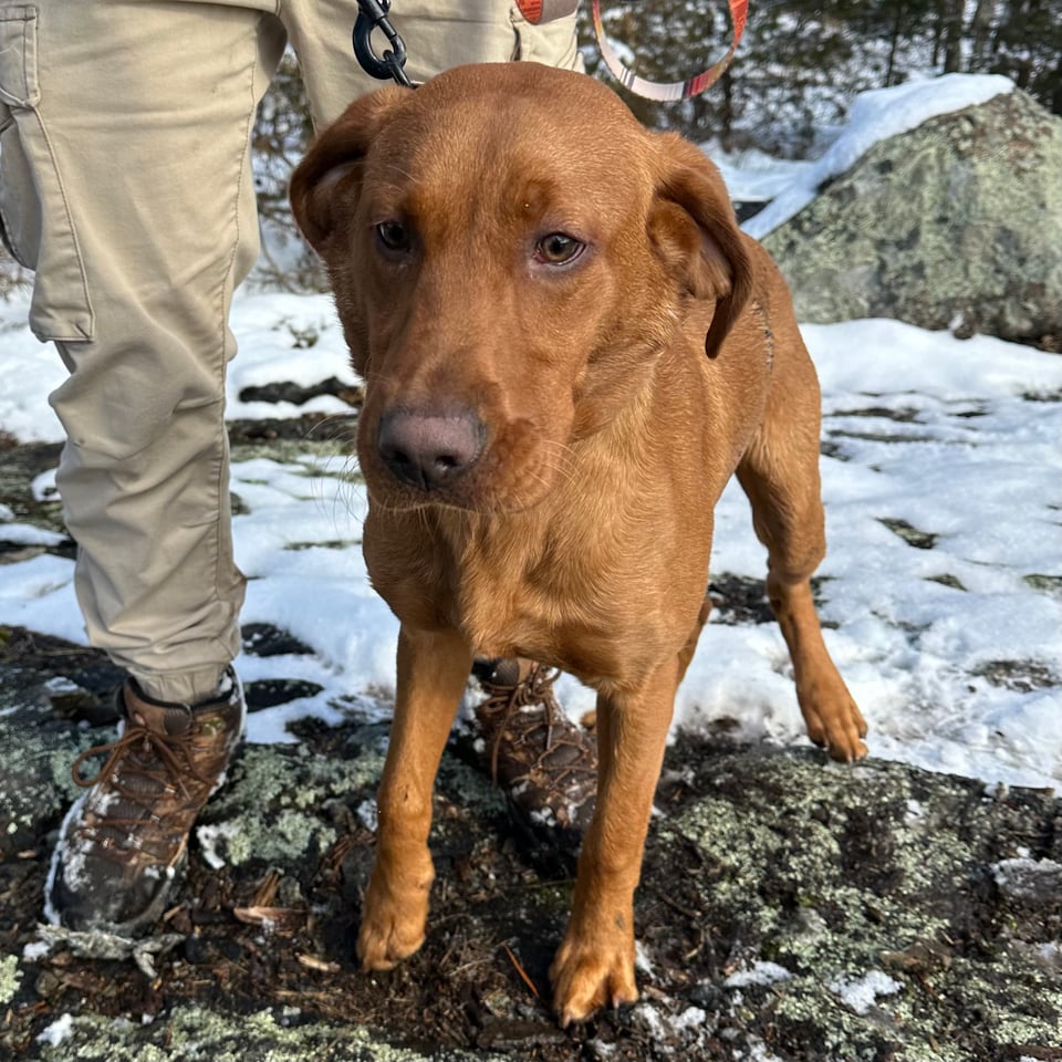Photo of a red/brown 6-month-old Labrador Retriever, standing on snow and lichen-covered rocks