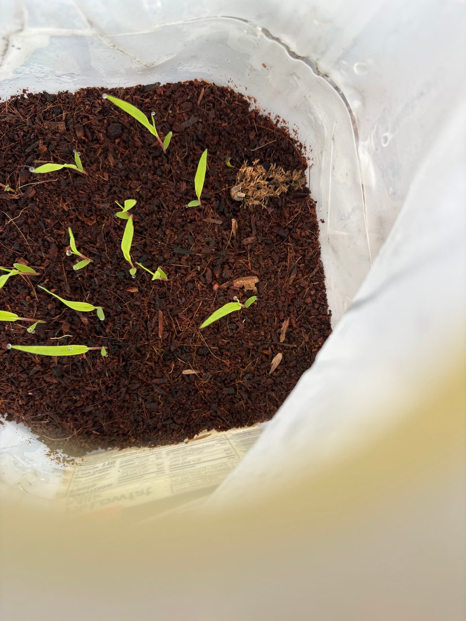 Northern sea oat seedlings inside the winter sowing setup