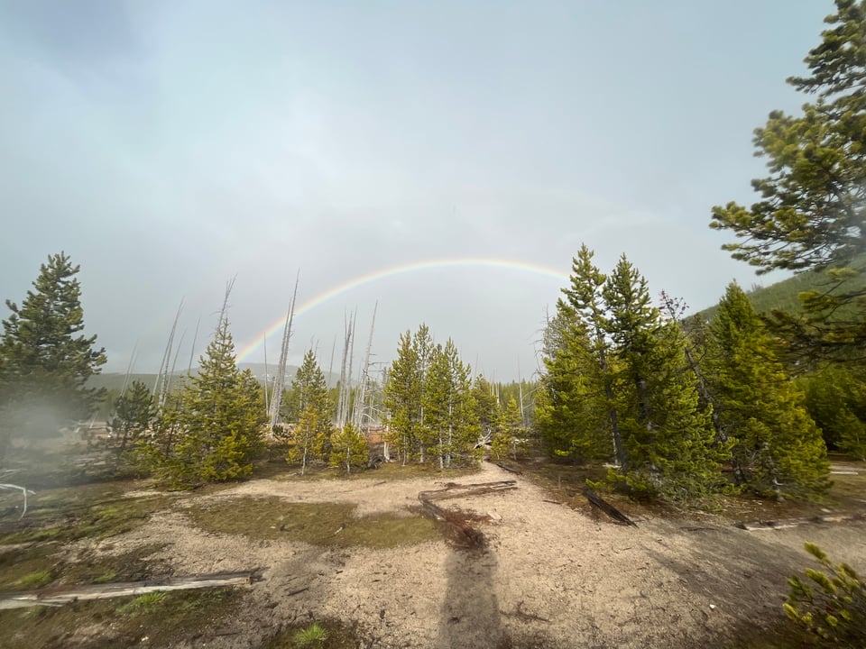 A wide angle shot of a muddy trail in Yellowstone. A grove of young trees and a rainbow in the background.