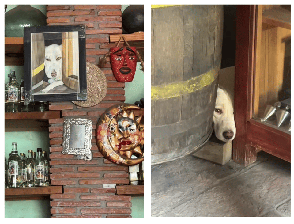 Two images in a restaurant: the first shows a painting on the wall behind the bar of a yellowish dog who is sticking its face out from behind the small area between a barrel and a cabinet. The second photo shows that actual dog in the exact same position.