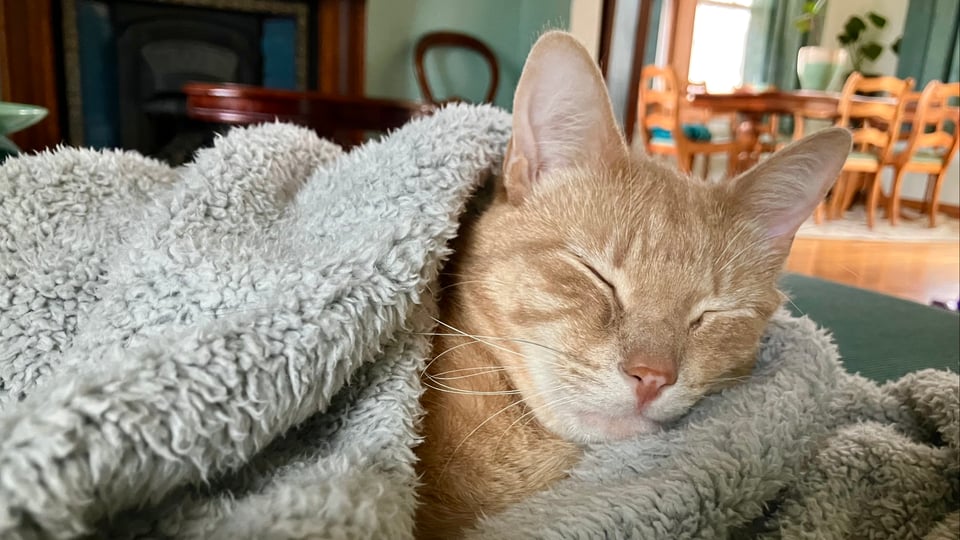 orange tabby cat snuggled up in a fluffy gray blanket, snoozing, with a dining room in the background.