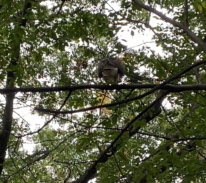 a blurry and bad photo of the ass of a red-tailed hawk