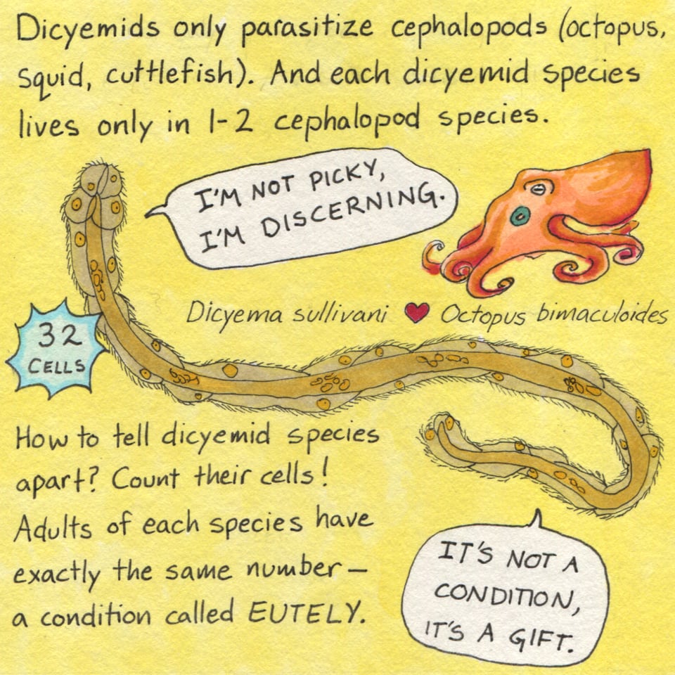 A text-heavy comic panel with a yellow background. Upper text reads, "Dicyemids only parasitize cephalopods (octopus, squid, cuttlefish). And each dicyemid species lives only in 1-2 cephalopod species." Under this, a lumpy brownish worm says, "I'm not picky, I'm discerning." A small pink octopus with a blue eye-spot is next to the worm. Their scientific names are written with a heart between them: Dicyema sullivani <heart> Octopus bimaculoides. A blue star advertises "32 cells" for the worm. Below the worm, more text reads "How to tell dicyemid species apart? Count their cells! Adults of each species have exactly the same number--a condition called EUTELY." The worm has another speech bubble: "It's not a condition, it's a gift."
