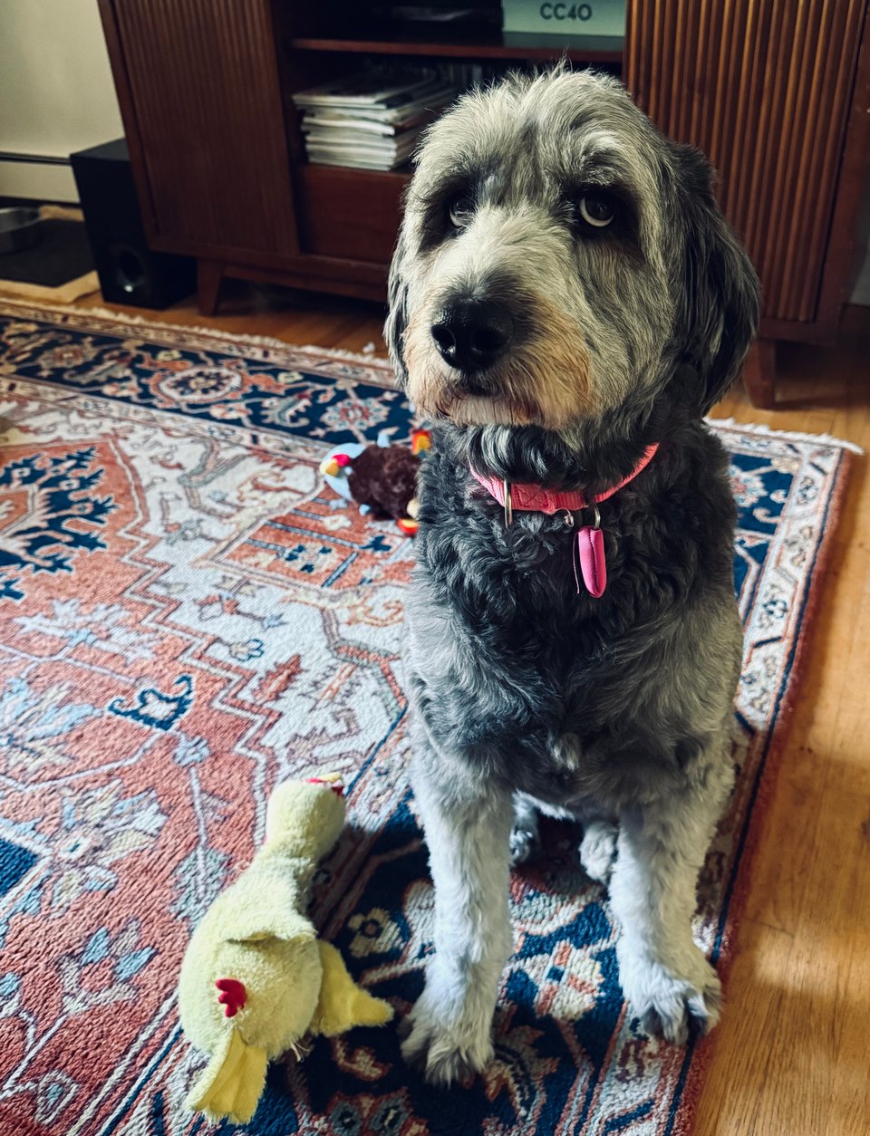 photo of gray aussiedoodle standing on a rug beside two dog-toys: a chicken and a turkey