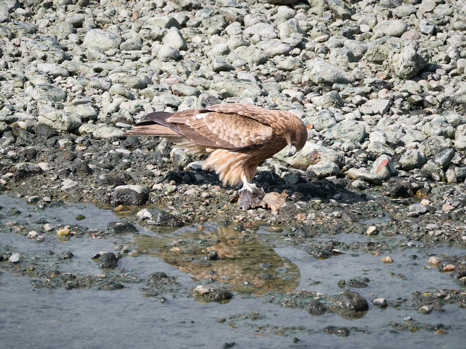A buzzard with a dead fish.