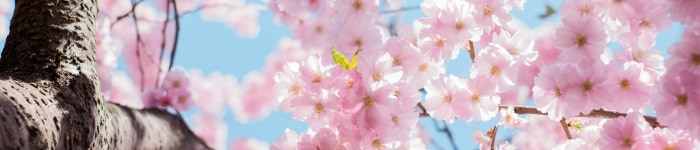 cherry blossoms, looking up into a tree