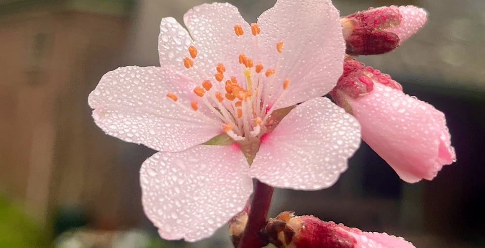 Time flies when you're planting trees