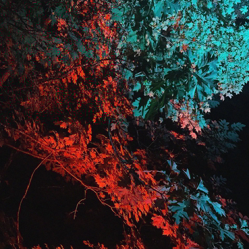 lights from a music festival pointed upward at a tree make it look ominously green and red