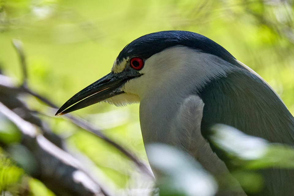 A heron with a blue cap and a bright red eye.