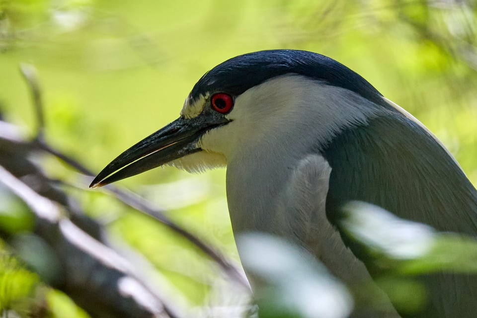 A heron with a blue cap and a bright red eye. 