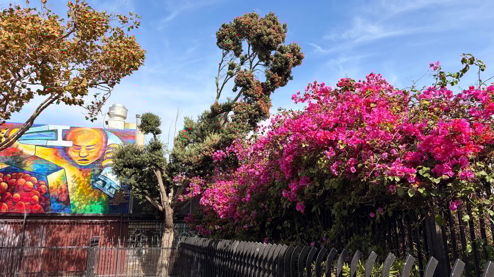 Giant purple bougainvillea peeking on top of a fence next to a colorful mural