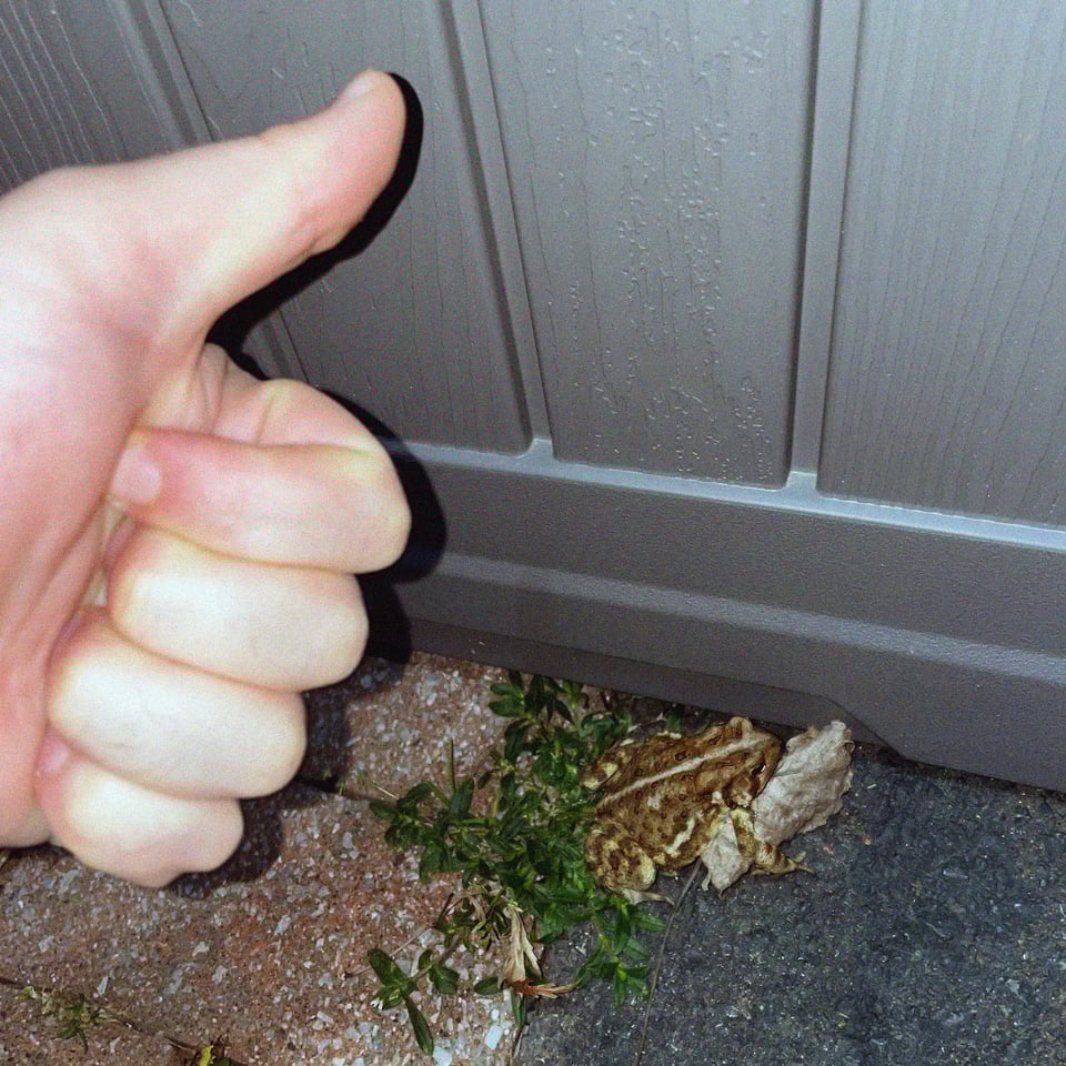 thumbs up for mr. frog