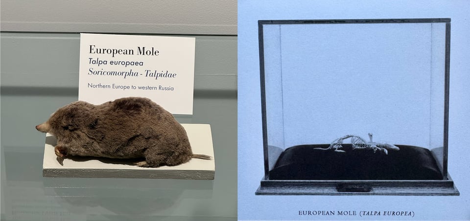 Side-by-side images of a skeleton and taxidermied European mole, both in glass cases.