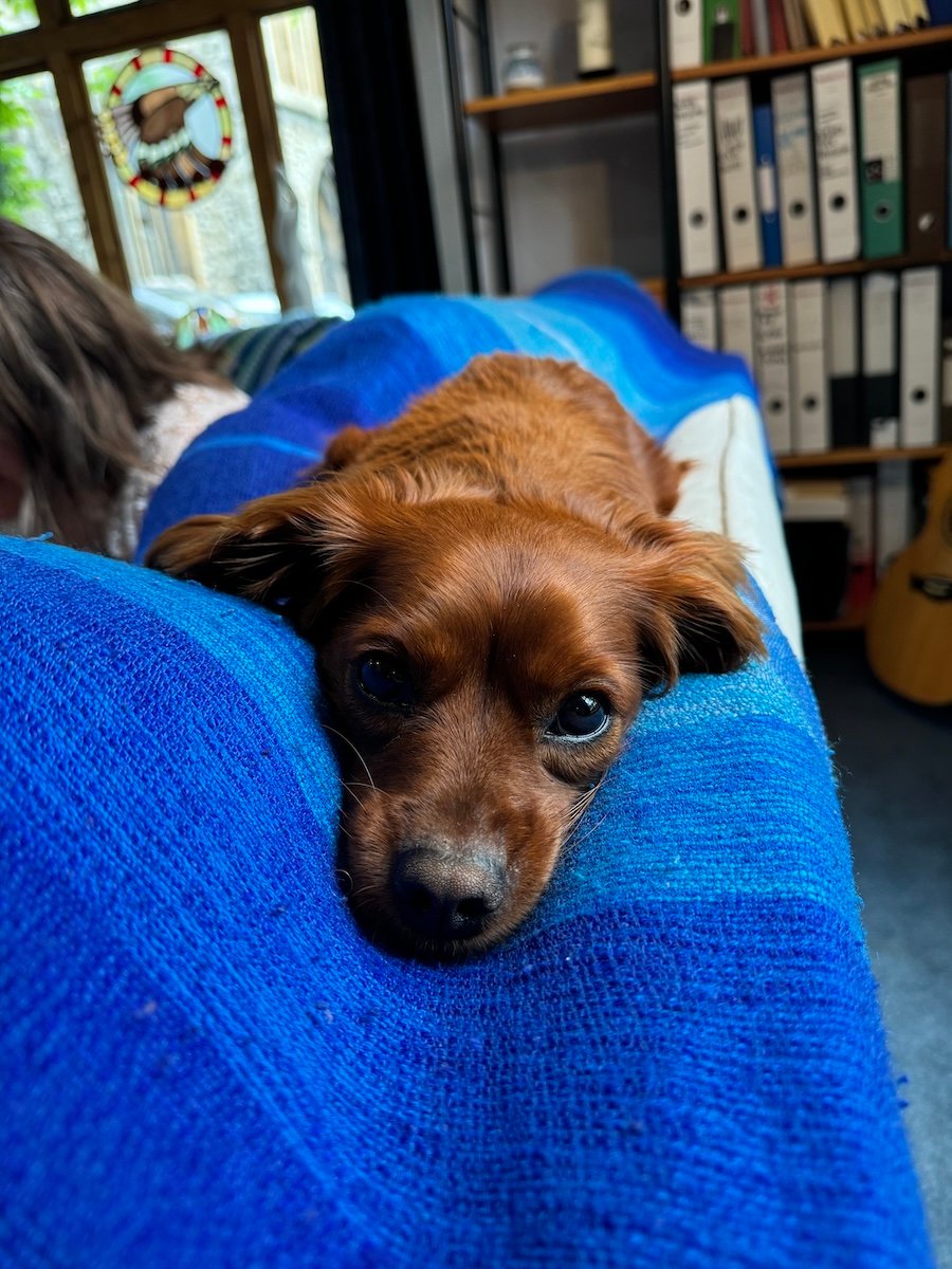 Radio looking forlorn.