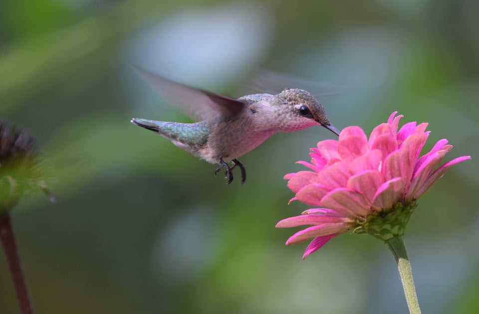 Hello again! Here's a poem about redcedar