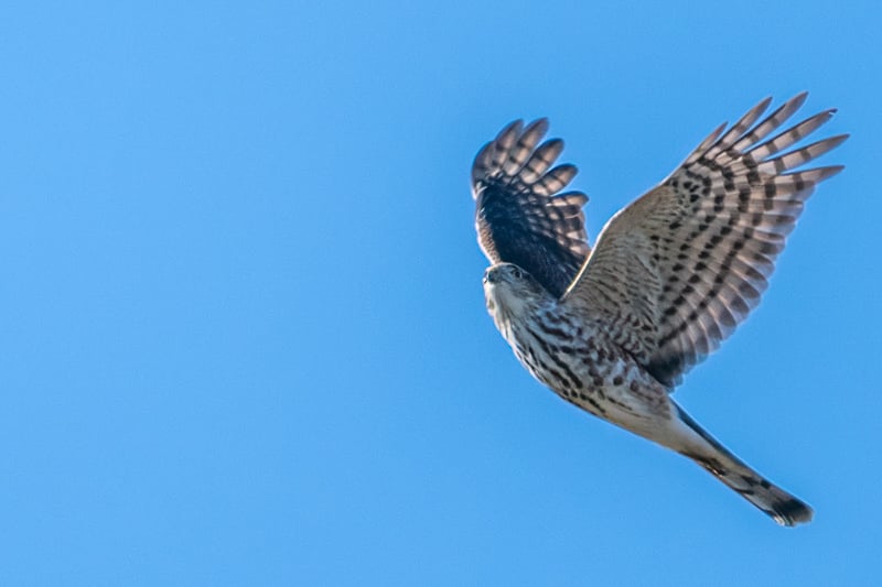 A Sharp-shinned Hawk surveys the ground below for breakfast, lunch, and/or dinner. / Photo by Earl Bye