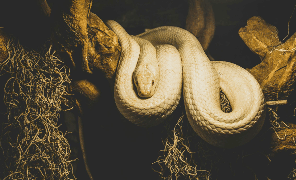 A photo of a large light-mustard-colored python, coiled up on a thick, gnarled tree branch. The python is looking straight at the camera. The python is well lit, but the rest of the picture is much darker, creating a striking visual focus on the animal.