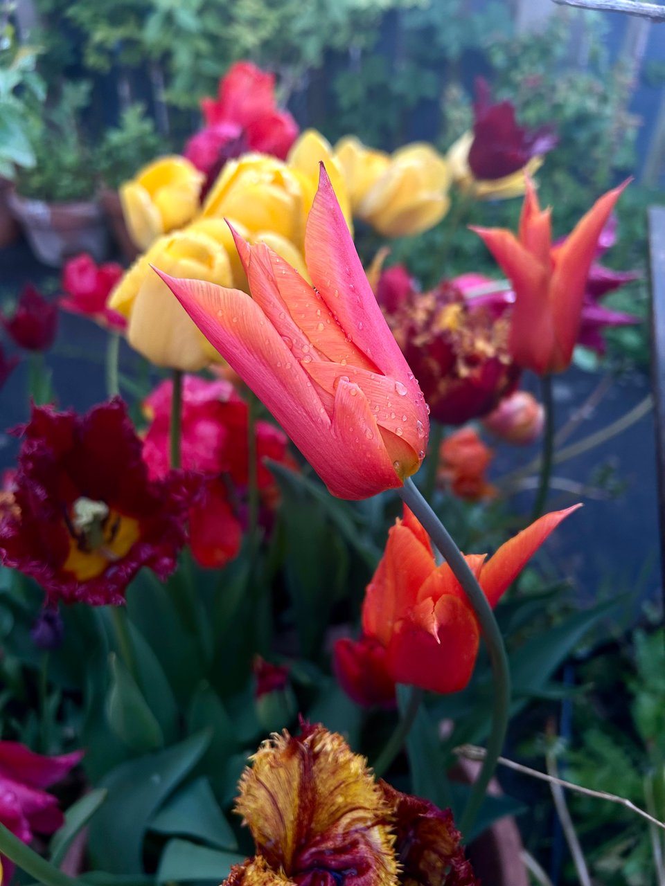 An orange and pink streaked lily shaped tulip has raindrops on. There are red, orange and yellow tulips behind. Image by Rowan Ambrose.