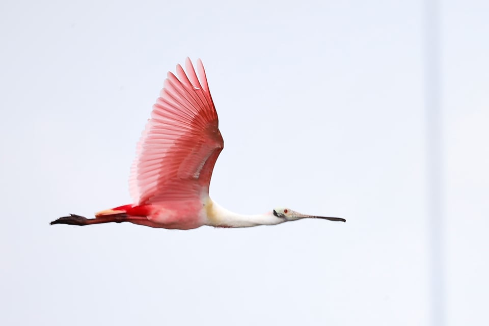 A flying bird with bright pink wings and a long, spatula-shaped bill 