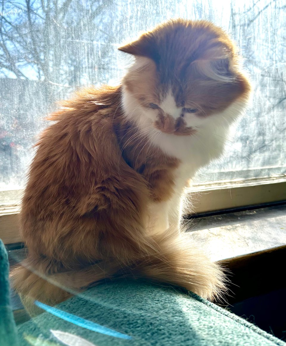 A fluffy orange and white cat sitting in a sunny windowsill