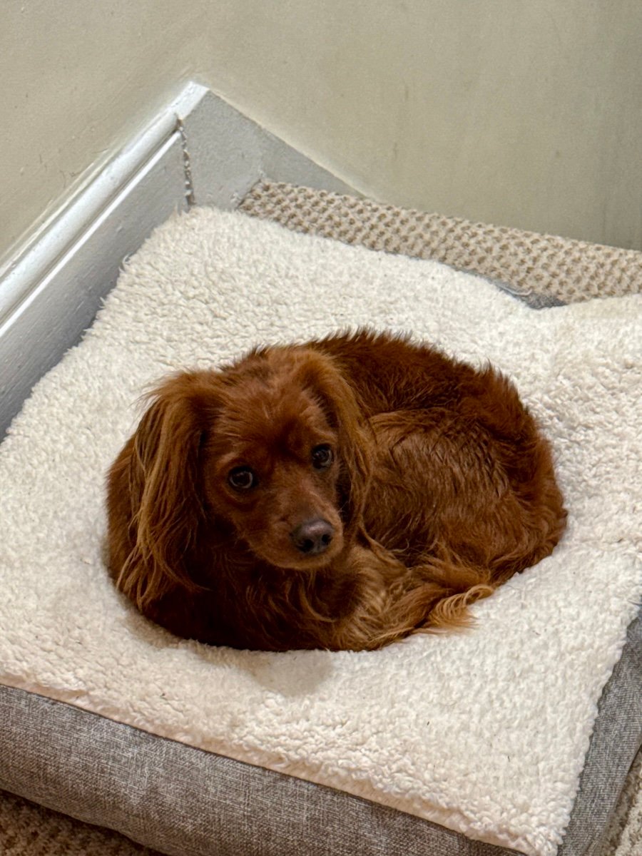 Radio looking pissed off on his bed.