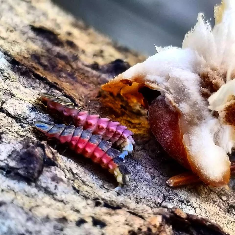 Firefly Magic: The Science and Struggle of the Northwoods' Favorite Insect