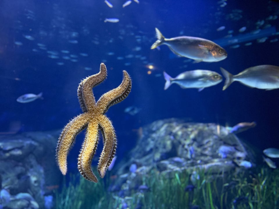 A yellow starfish stuck to a glass wall seen from the underside. Fish swim behind it.