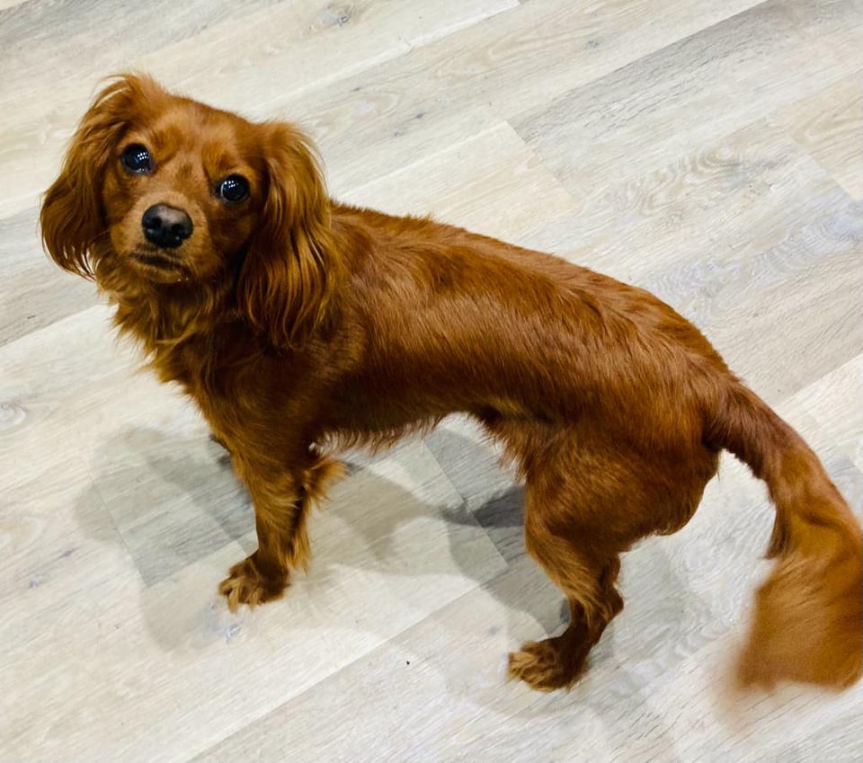 Radio, a cute dog, stares up from the floor.
