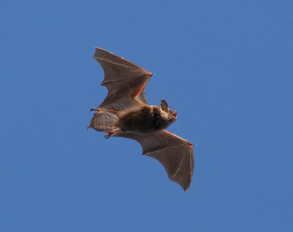 a photo of a big brown bat flying against a blue sky