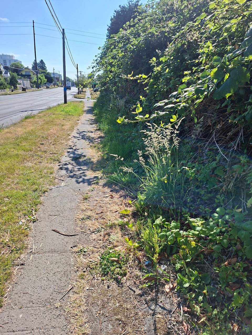 Hedges growing over the sidewalk