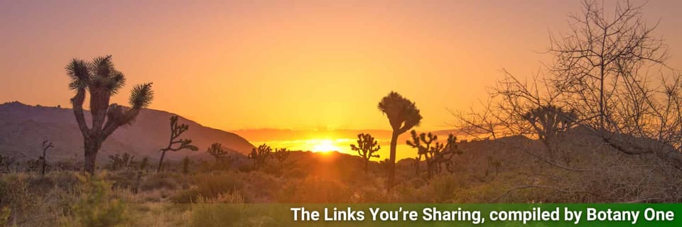 Joshua trees in the desert