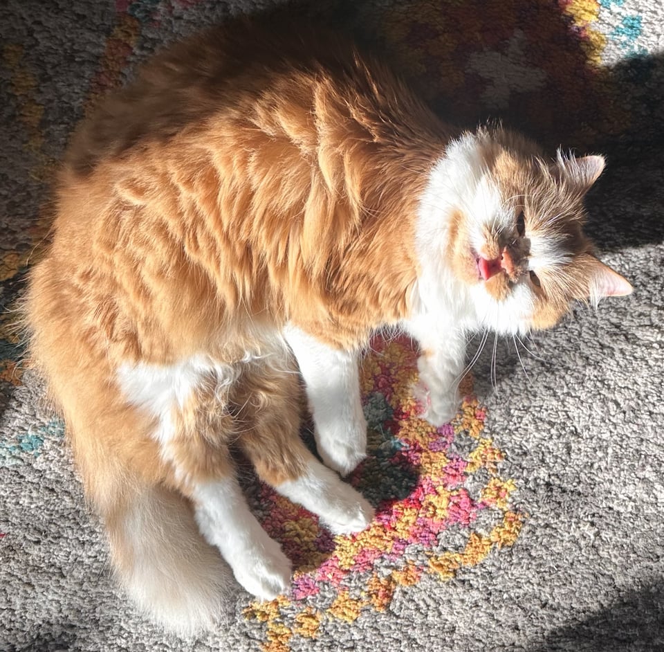 a fluffy orange and white cat bathed in a square of sunlight on the carpet, sticking his little pink tongue out