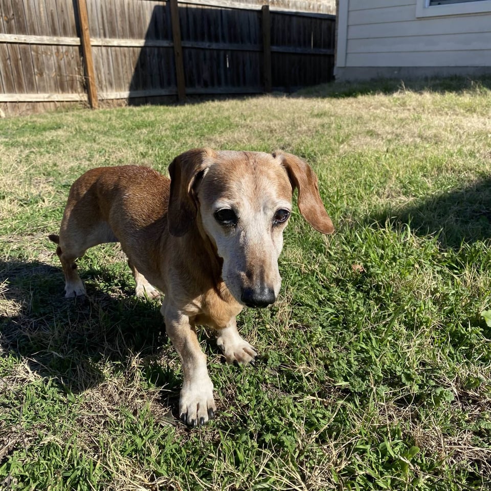 old dog in grass