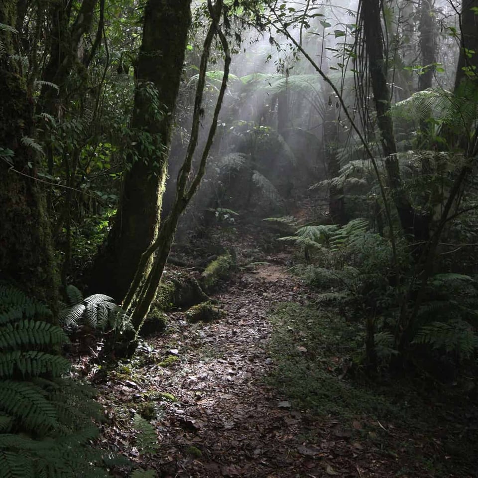 A moodily lit view of life in the shade of trees in a forest, with ferns lit by shafts of light where the sun pierces the canopy.