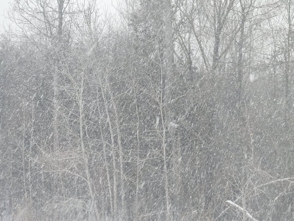 Cedar trees and other scrappy trees with white snow falling dismally.