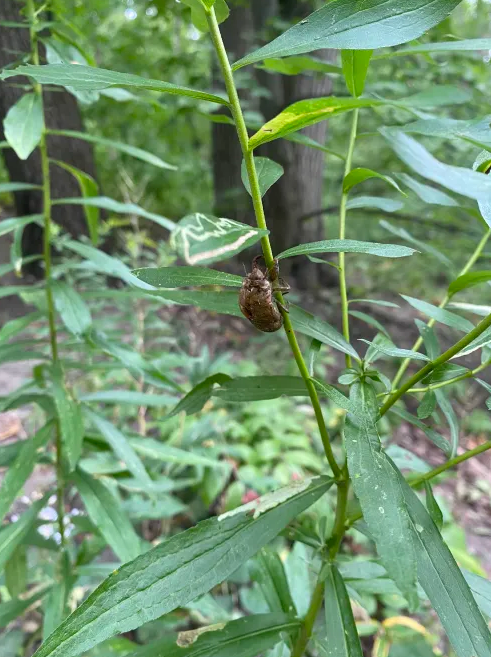 A dead cicada clings to the stem of a plant in a wooded area. The plant itself has white trails running through its leaves.