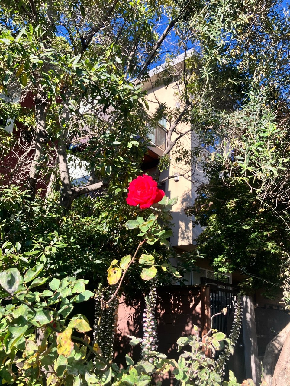An extremely red rose.