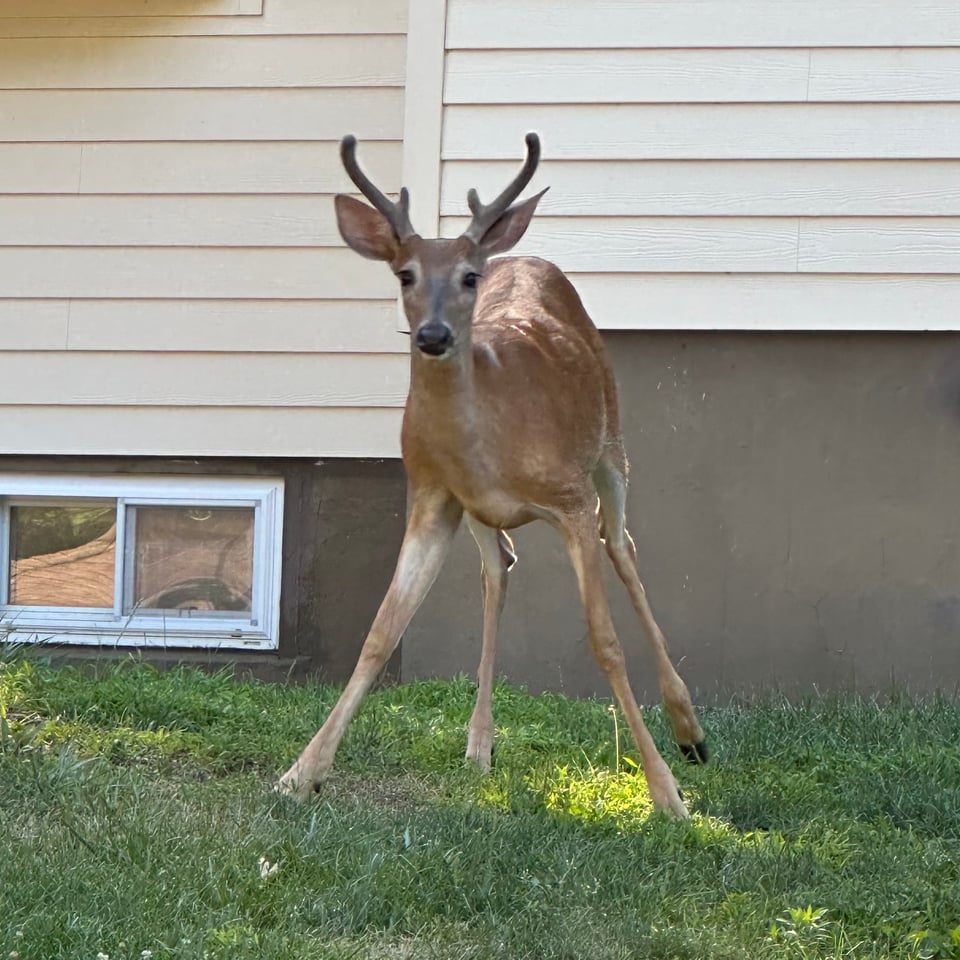 Photo of a smallish deer with mid-sized 2-point antlers, standing in a person's yard.