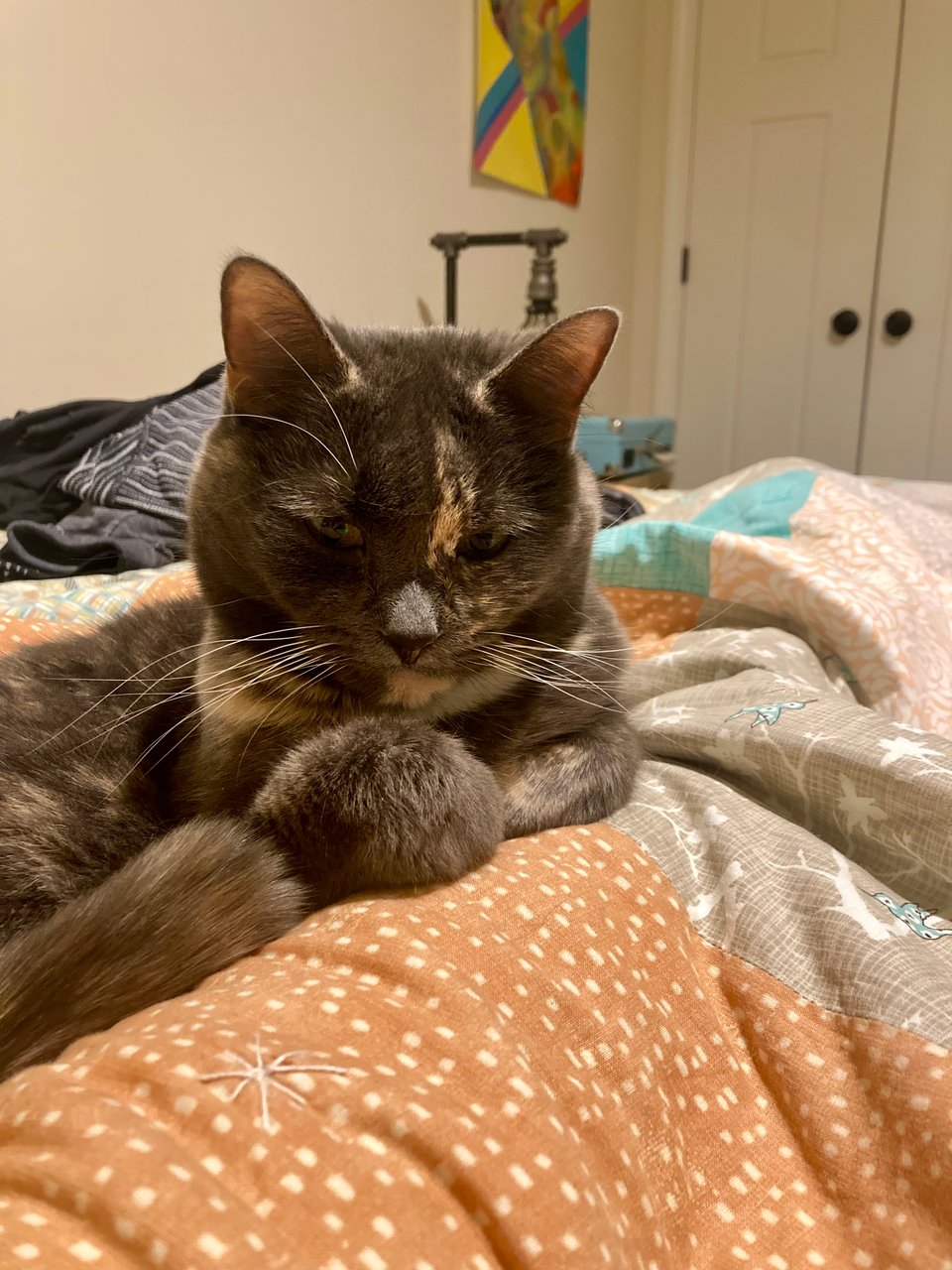 A gray dilute tortie cat laying on top of an orange and tan quilt. Her paws are folded and her face looks stern.