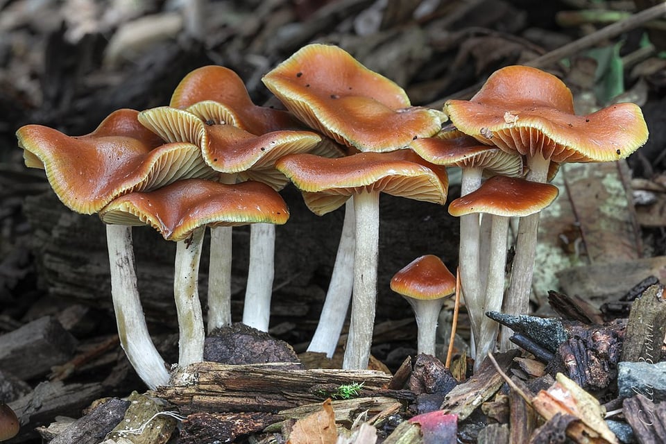 A cluster of mushrooms belonging to the species Psilocybe cyanescens