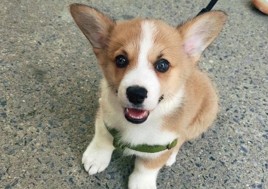 A very tiny brown-and-white corgi puppy with giant ears wearing a harness