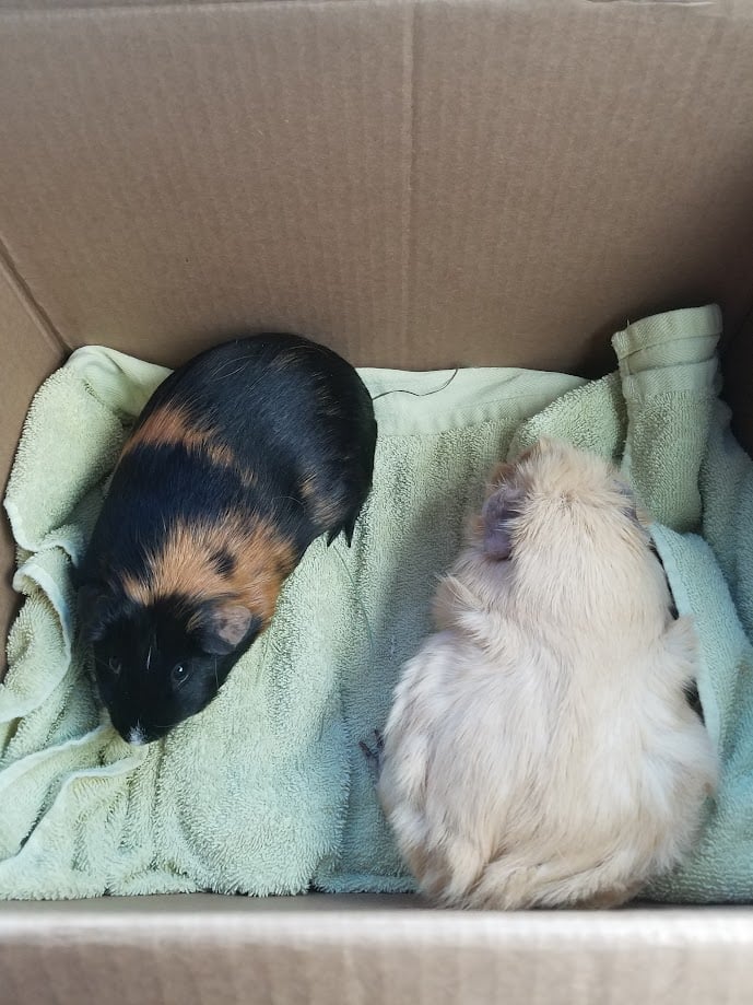2 guinea pigs sit in a towel-lined box. Penelope is black and copper colored, and Clouet is blonde and has longer fur.
