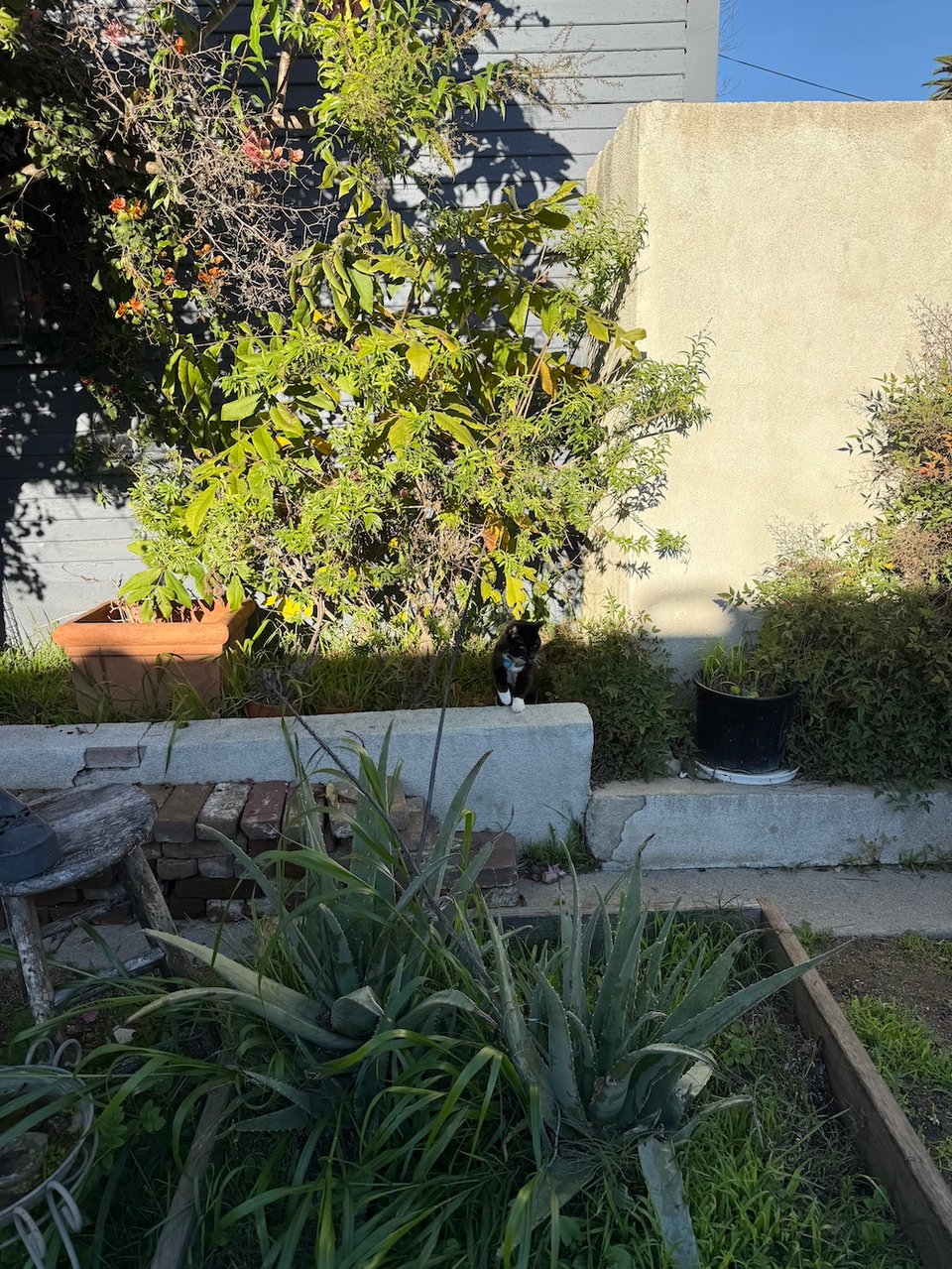 grasses, plants, and trees in a walled backyard, and in the middle of the frame is a small tuxedo cat