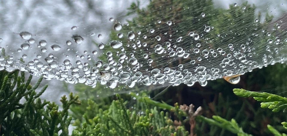 A closeup photo of raindrops suspended in a thick web that has been woven over a juniper bush