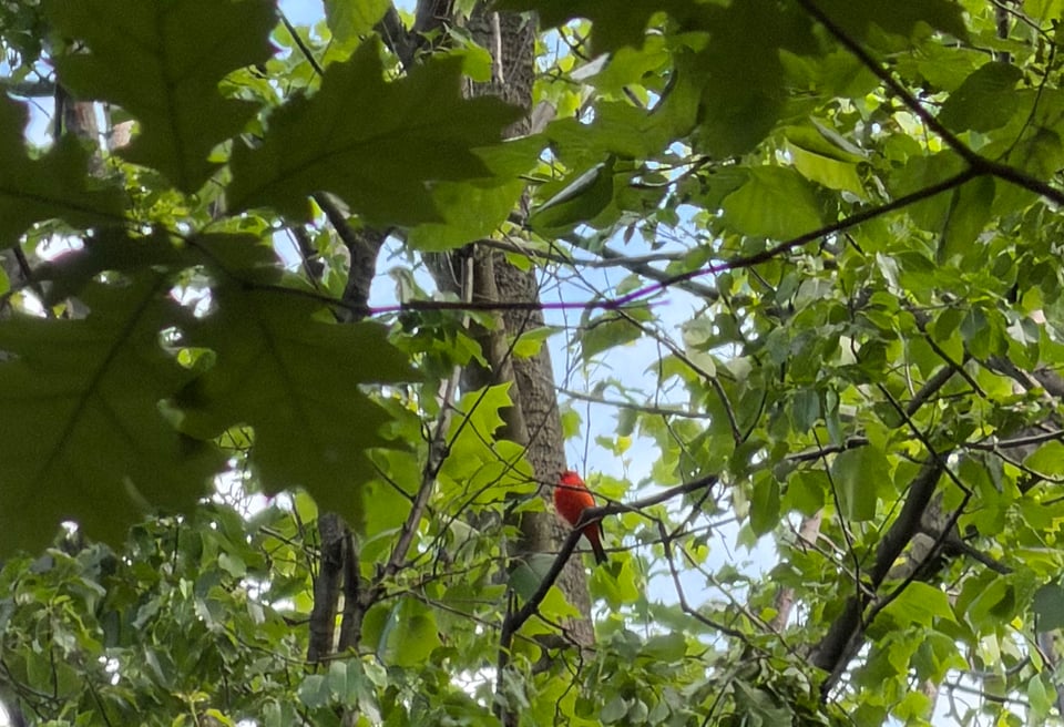 a distant iphone photo of a very bright red bird, a scarlet tanager