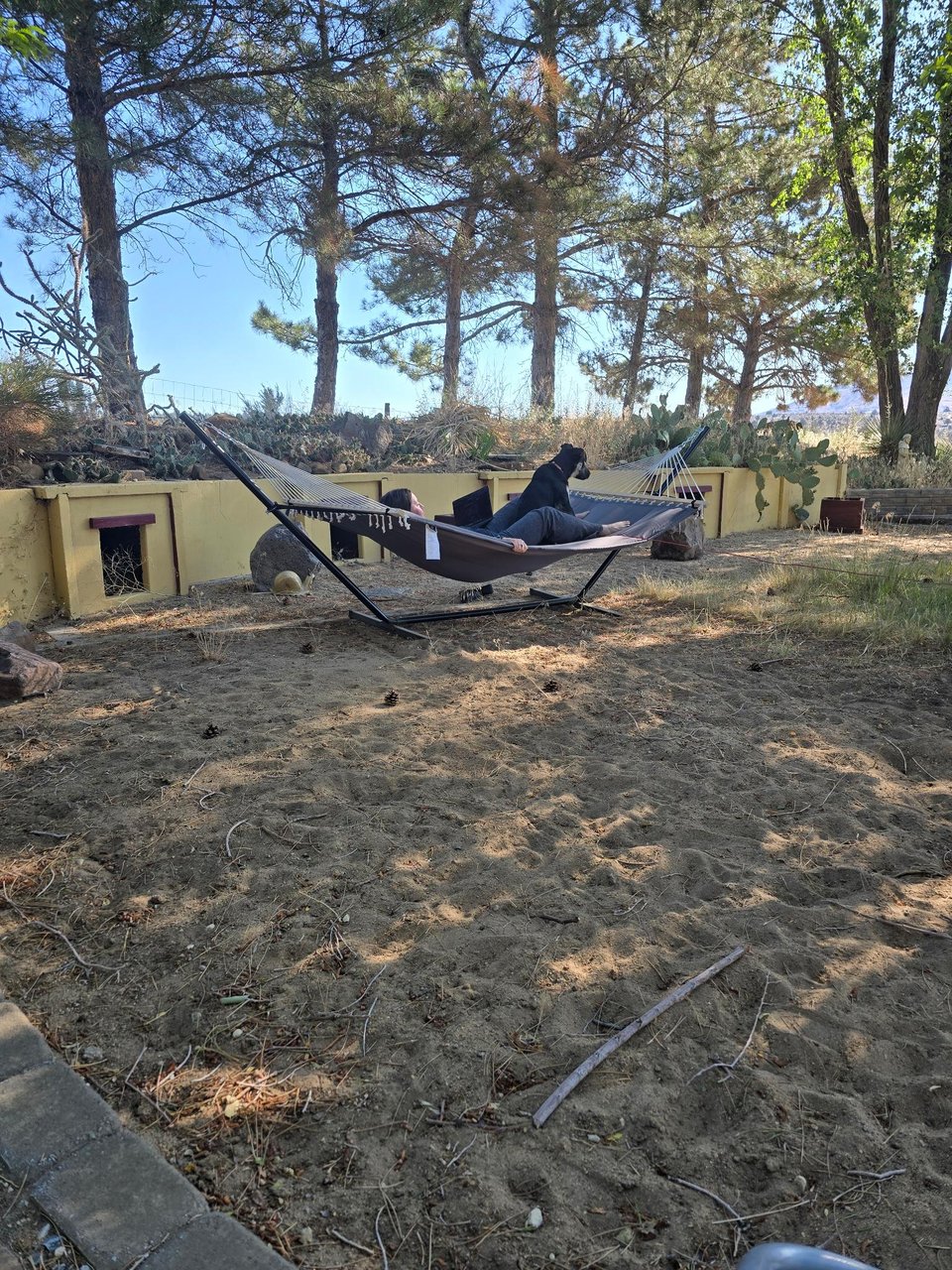 A woman and a dog lay together in a grey hammock under pine trees. The woman has a laptop open in her lap. The dog is not helping.