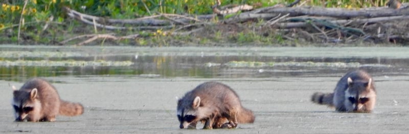 Raccoons: pests or cute little things? We think they’re positively charming when they take to fishing at Sand Point. / Photo by Steve Dietz