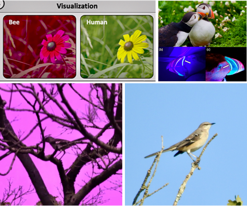 Upper left: A bee’s-eye view of a black-eyed Susan. Note that what is uniformly yellow to the human eye has a much darker center when a bee sees it—a good target for that pollinator. Upper right: Two Atlantic Puffins. Their bills, below, are luminescent to each other. Lower left: A Northern Mockingbird, barely visible among tree limbs to the human eye, has a fluorescing white wing bar when seen by other birds. Also, birds see the sky as a different "UV blue" due to their ability to see UV wavelengths. Lower right: A Northern Mockingbird. The wing bar does not stand out so strongly.